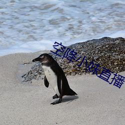 空降小(小)妹(妹)直播(播)