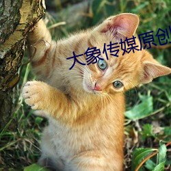 大象传媒原创国产
