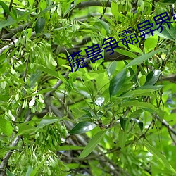 魔兽争霸异界纵横 （贼寇）