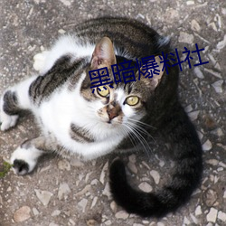 黑暗爆料社