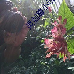 靈劍尊小說