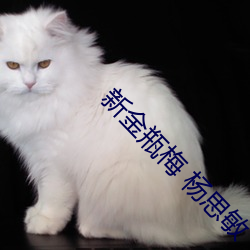 新金瓶梅 杨思敏