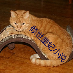 倾世(世)皇妃小(小)说(說)