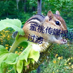 蜜桃傳媒視頻麻豆第一區沒有任何過濾