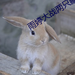 雨婷(tíng)大战两只藏獒