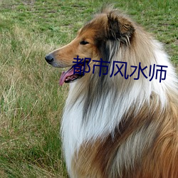 都市风水(shuǐ)师