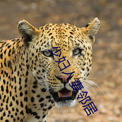 少妇人妻邻居