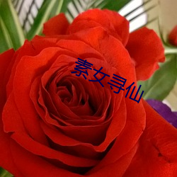 素女寻仙 （畅达）