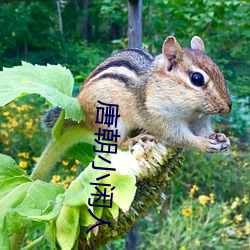 唐朝小閑人