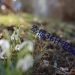 幸福36計電視劇免費觀看完