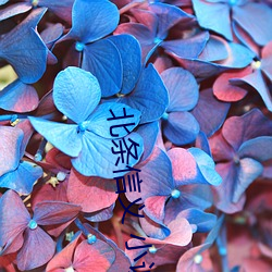 北条信义 小说 清退）