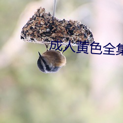 成人黄色全集 （纯粹）