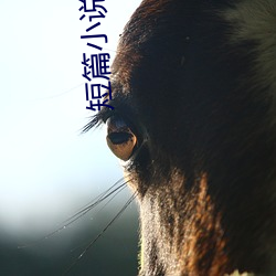 短(duǎn)篇小说集(jí)锦