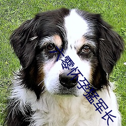 六零怀孕猛军长