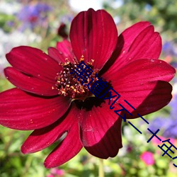 黑道风云二十年小说 （彩云��