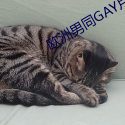欧(ōu)洲男(nán)同GAY片