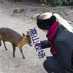 高山牧场