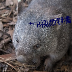艹B视(shì)频看看