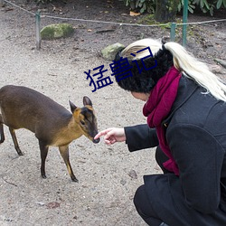 猛獸記