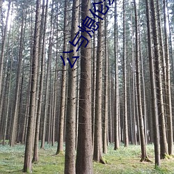 公与熄伦爱