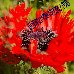 阿勒泰(tài)电影院(yuàn)