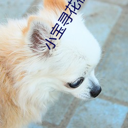 小寶尋花視頻