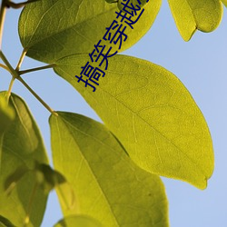 搞笑穿越小说