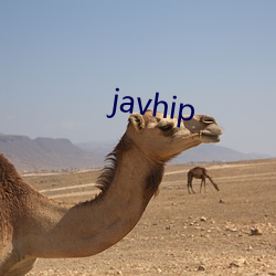 javhip