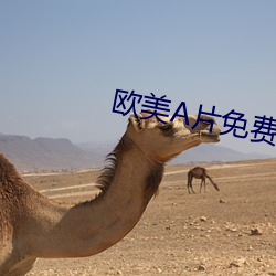 歐美片免費