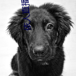 依人直播app苹果下载