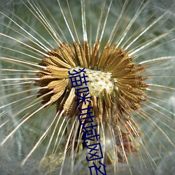 猫咪地域(域)网名入(入)口