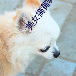 美(měi)女搞(gǎo)黄(huáng)软件