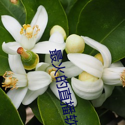 最火的直播软件排名(名)