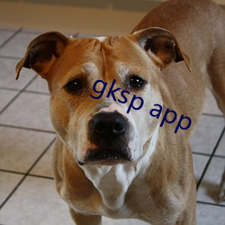 gksp app