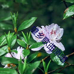 望鄉歌曲原唱