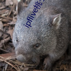 ipflive桃子视频