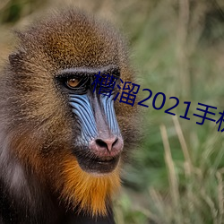 槽溜2021手机入口