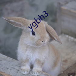 ygbh3