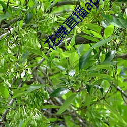 花蝶直播app浪花