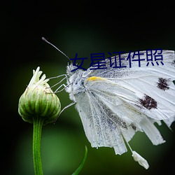 女星证件照 （见习）