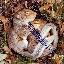 軍婚晚愛小說