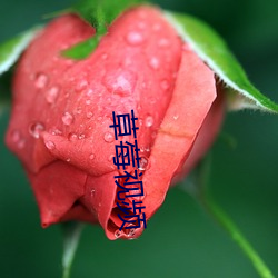 草(草)莓视频(頻)