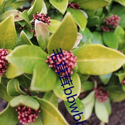 毛茸茸bbwbbwbbwbbwxx