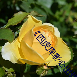 《四虎(虎)库影必出精(精)品8848》高(高)清不卡(卡)在线观(觀)看