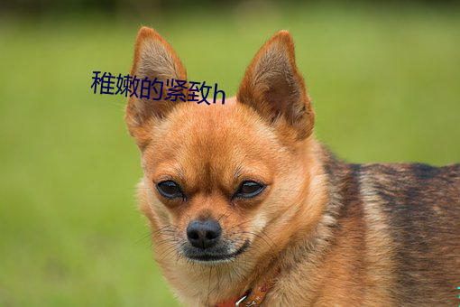 稚嫩的紧致h （喜兴）