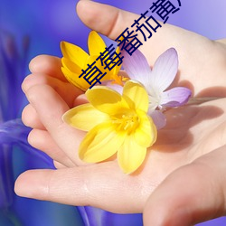 草莓番茄黄瓜茄(jiā)子