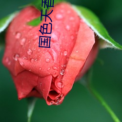 国色(sè)天香(xiāng)国(guó)产(chǎn)精品