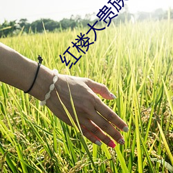 红楼大贵族 （指事）