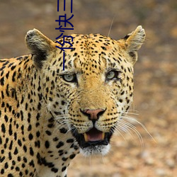 一份快三直播