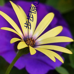步步惊心 小说(shuō)